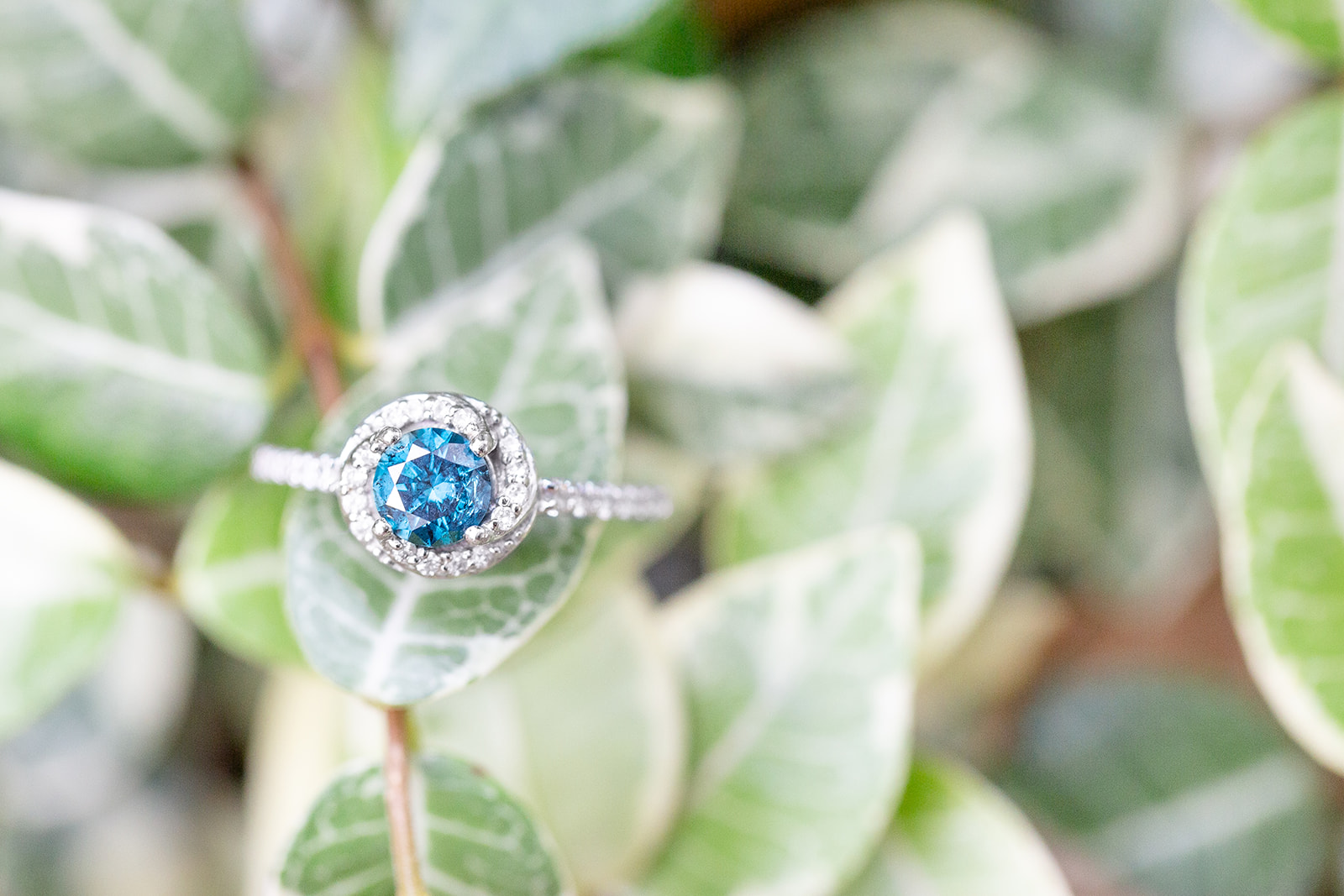Blue ring with diamond halo engagement ring on leaves